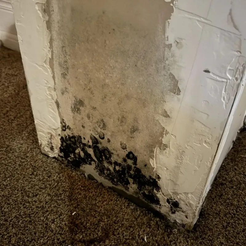 Professional Mold Removal in Elkhart, KS